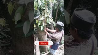 topworking di pohon yg terlalu besar dgn 4 varietas durian premium [upl. by Topper]