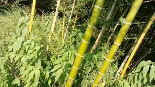 Moso bamboo phyllostachys edulis [upl. by Dent]