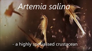 Artemia salina  a highly specialised crustacean [upl. by Alban198]