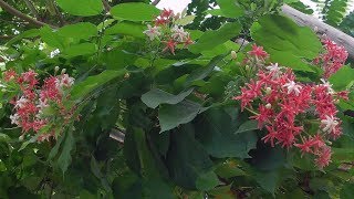 Rangoon Creeper Flowers in My Garden  also Known as the Chinese Honeysuckle or Combretum Indicum [upl. by Kent]