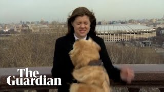 Dog interrupts live weather report in Moscow borrowing journalists microphone [upl. by Adniroc]