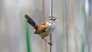 Marsh Wren [upl. by Ahsikym]