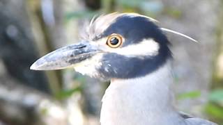 Yaboa Común Nyctanassa violacea  Yellowcrowned Night Heron [upl. by Daus518]