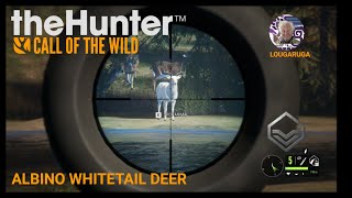 RARE Albino Whitetail Deer COTW [upl. by Ulrika680]