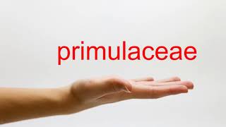 How to Pronounce primulaceae  American English [upl. by Ahsirk]