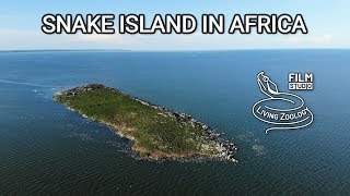 Snake island in Africa  Musambwa island with deadly Forest cobras [upl. by Fokos718]