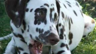 Dálmata  Dalmatian [upl. by Mencher152]