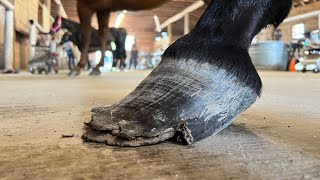 NEGLECTED HOOF Restoration [upl. by Gracye631]