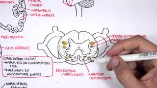 Neurology  Motor Pathways [upl. by Atikin]