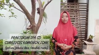 PRAKTIKUM IPA SD SIMBIOSIS KOMENSALISME pohon jambu dan tanduk rusa [upl. by Neersan]