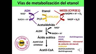 METABOLISMO DEL ETANOL [upl. by Izmar]