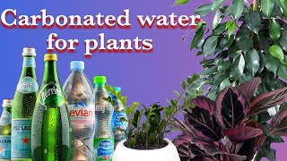 Carbonated water carbonated water for plants [upl. by Garvin719]