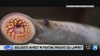 Treatments kill invasive sea lamprey in West Michigan waterways [upl. by Reerg]