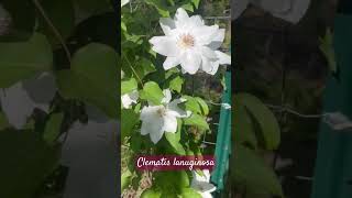 Clematis lanuginosa bloom shankarjikadamroo ganeshchaturthispecial [upl. by Beaner]