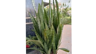 A Simple way to propagate Snake plant  Sansevieria [upl. by Arramas773]