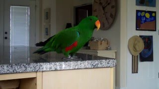 Eclectus parrot singing and talking [upl. by Hoye]