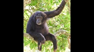 Kibale Chimpanzee Snare Removal Program Short Documentary Kibale Chimpanzee Project [upl. by Asirralc]