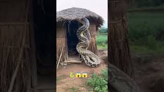 This Beast Scares the Dogs 🐍😱youtubeshorts ytshortvideo [upl. by Rourke]