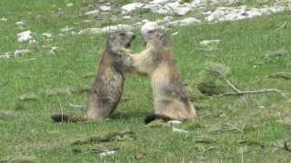 Combat de marmottes [upl. by Alethea]