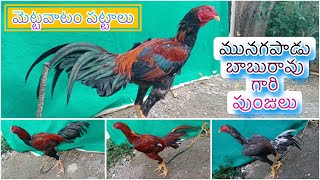 మెట్టవాటం పట్టా పుంజులు ॥96407 63169 ॥nanifarms munagapadu [upl. by Jenness]