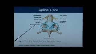 Anatomy and Physiology Chapter 13 Spinal Cord Anatomy and Physiology Help [upl. by Lienet]