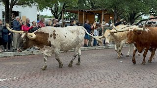 Hotel Drover stockyards [upl. by Nelrah]