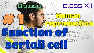 Function of sertoli cell1 [upl. by Nosyt]