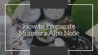 How to Propagate Monstera Albo Node [upl. by Livesay531]