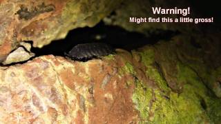 Funny Woodlouse Eating Oniscus asellus [upl. by Valerie]