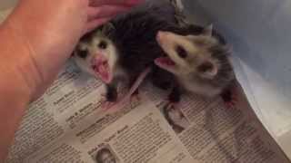 Growly baby opossums [upl. by Aibar]