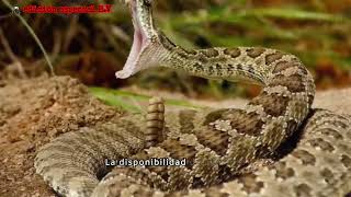 🐍😱 víboras de cascabel en Azusa California🐍😱 viral shortvideos youtube mexico fyp viboras [upl. by Anicul]