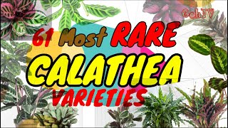 RARE CALATHEA VARIETIES 61 OF THEM GehTV [upl. by Llenehc513]