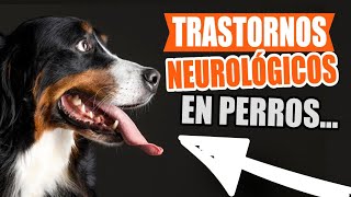 TRASTORNOS Neurológicos En PERROS🐶 [upl. by Monagan398]