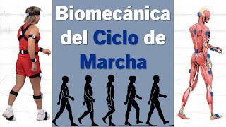 Biomecánica del Ciclo de Marcha [upl. by Sokram]