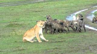 Hyenas surround Lioness and laugh [upl. by Ethelyn]