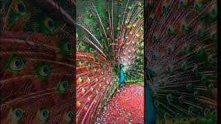 Peacock dance birds trending birds peacockdance ytshort viralshort viralreels [upl. by Oniluap]