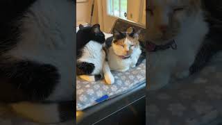 Hi Hazel A Double Diss cat comedy dadjokes laugh funny cute [upl. by Valoniah]