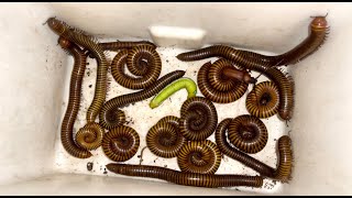 Discovery To Explore Red Giant Millipedes  and Worm Leaves  in the Village insects animals [upl. by Nellaf577]