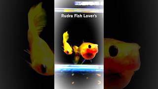 Exotic Gappy fishing videosMere chanel ko subscribe kar do maine apko subscribe Kar Diya [upl. by Ained]