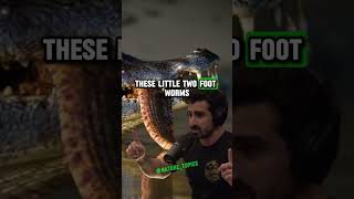 From Prey to Predator The Incredible Growth and Impact of Anacondas  Paul Rosolie amp Joe Rogan jre [upl. by Tuinenga397]