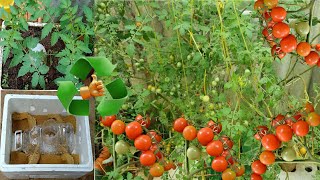 grow cherry tomato plants in recycled Styrofoam [upl. by Adnarom]