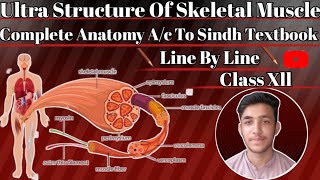 Ultra Structure Of Skeletal MuscleBasic Components Of MuscleLecture 01Urdu ampHindi [upl. by Kazimir449]