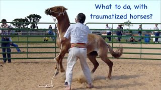 What to do with traumatized horses  Doma India Scarpati  Scarpati Horsemanship [upl. by Nevlin]