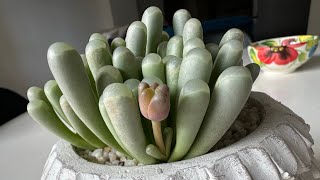 Фенестрария Fenestraria Сравниваю уход за прошлый год с уходом в этом году Успех 🌼 161024 [upl. by Sonaj]