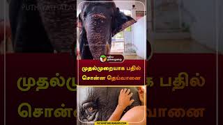 முதல்முறையாக பதில் சொன்ன தெய்வானை  thiruchendur  elephant  shorts [upl. by Buderus]