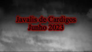 JUNHO 2023  Javalis de Cardigos 🇵🇹 [upl. by Drobman]