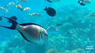 Schnorcheln Makadi Bay Red Sea Rotes Meer Makadi Palace Hotel Qesm Hurghada Egypt [upl. by Eihctir780]