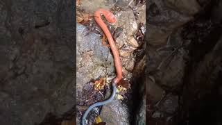 Leech eating worm 😳 [upl. by Gosney]