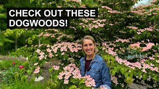 2 Stunning Kousa Dogwood Tree Varieties to Bring Interest to Your Yard All Year Long [upl. by Bickart]