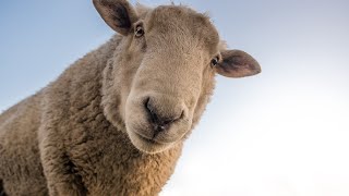 LE CRI DU MOUTON🐑 LE MOUTON QUI BELE au Parc Malbosc à Montpellier [upl. by Irrek]